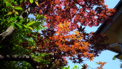Beautiful-colored-maple-leaves-in-the-Japanese-Park-Kenroku-en-in-Kanazawa-City