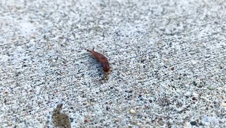 A-small-snail-is-crawling-across-a-concrete-driveway