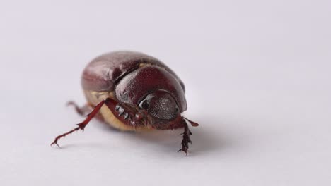 Cute-brown-beetle-isolated-on-white-background-lifts-leg-as-if-waving