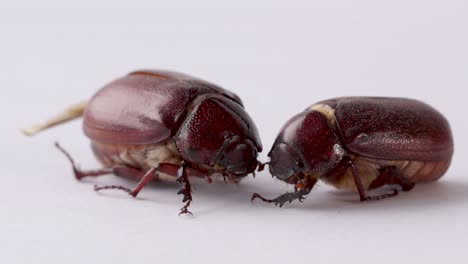 Dos-Escarabajos-Del-Género-Phyllophaga-Aislado-Sobre-Fondo-Blanco