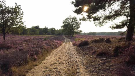 Tiro-Lento-Y-Caminar-En-Brezales-Florecientes-Púrpuras,-Parque-Nacional-De-Meinweg,-Países-Bajos---4k60p