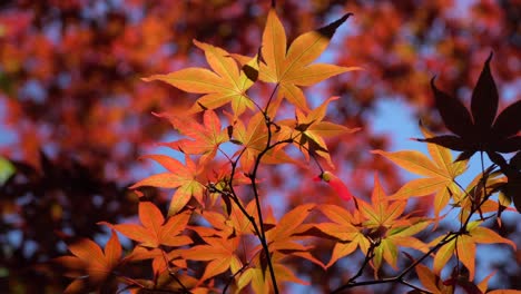 Beautiful-red-colored-maple-leaves-in-the-Japanese-Park-Kenroku-en-in-Kanazawa-City