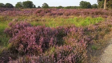 Slow-walking-in-purple-blossoming-heathland-in-National-Park-De-Meinweg,-Netherlands---4k60