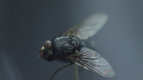Fly-captured-in-close-up-macro-shot-in-detail-inside-the-moving-fog-and-white-smoke-wave-with-wings-captured-at-60fps