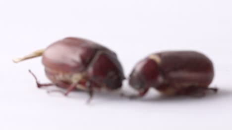 Rack-focus-macro-of-two-june-bug-beetles-on-isolated-white-background