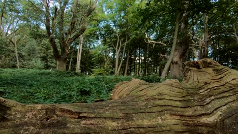Lush-woodland-in-an-English-Forest-with-a-dead-fallen-tree-on-the-ground