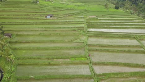 Luftaufnahme-Der-Unesco-weltkulturerbe-Reisfelder-In-Jatiluwih,-Bali,-Indonesien-An-Einem-Bewölkten-Tag