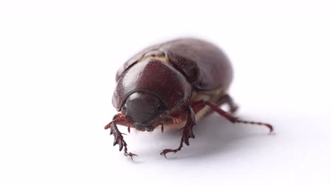 Extreme-Nahaufnahme-Frontansicht-Des-Juni-käferkäfers-Isoliert-Auf-Weiß