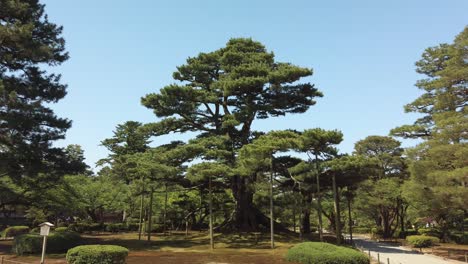 Gran-árbol-Apoyado-En-El-Parque-Japonés-Kenroku-en-En-La-Ciudad-De-Kanazawa