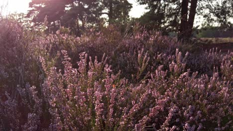 Closeup-of-purple-blooming-heather-in-national-park-De-Meinweg,-Netherlands---4k60p