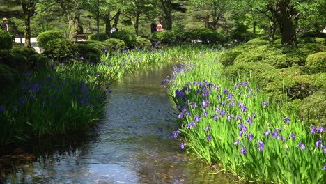 Water-lily-in-a-pond-with-reflections,-located-in-the-Japanese-Park-Kenroku-en-in-Kanazawa-City