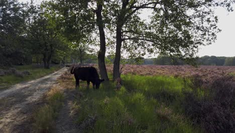 Hochlandkühe,-Die-In-Lila-Heidelandschaften-Im-Nationalpark-De-Meinweg,-Niederlande,-Grasen---4k60