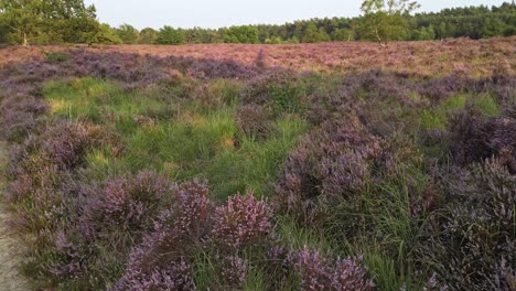 Slow-shot-and-walking-in-purple-blossoming-heathland,-National-Park-De-Meinweg,-Netherlands---4k60p