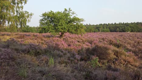 Langsamer-Schuss-Und-Wandern-In-Lila-Blühender-Heide,-Nationalpark-De-Meinweg,-Niederlande---4k60p