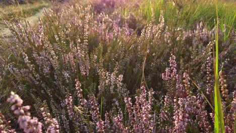 Closeup-of-purple-blooming-heather-in-national-park-De-Meinweg,-Netherlands---4k60p