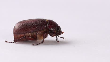 Slow-zoom-in-macro-Muna-beetle-or-June-bug,-edible-insect-of-New-Guinea