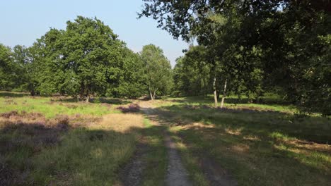 Radfahren-Durch-Blühende-Heide-Im-Nationalpark-De-Meinweg,-Niederlande,-4k60-Aufnahmen
