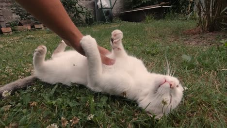Male-hand-petting-tummy-of-white-cat-lying-on-ground,-eyes-closed
