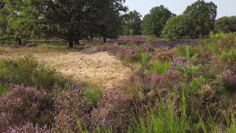 Cycling-through-purple-blossoming-heathland-in-National-Park-De-Meinweg,-Netherlands---4k60