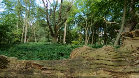 Lush-woodland-in-an-English-Forest-with-a-dead-fallen-tree-on-the-ground