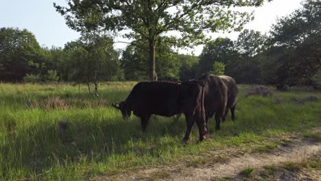 Highland-Cows-grazing-in-purple-heathland-scenery-in-National-Park-De-Meinweg,-Netherlands---4k60