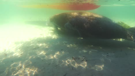 Gopro-4k-Unterwasser-Manatee-Mutter---Kind-Im-Fluss-Weeki-Wachee-In-Florida,-USA,-Schwimmt-Entlang-Der-Zahmen-Riesen