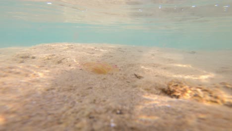 Footage-of-an-underwater-current-in-a-shallow-waters-with-light-playing-and-grass-swaying