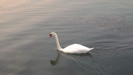 Left-following-pan-of-white-swan-swimming-in-beautiful-lake,-diving-underwater-for-food