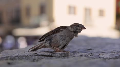 A-sparrow-cleaning-it's-feathers-at-a-historical-building-at-Lake-Garda