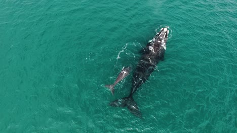 Mother-and-calf-of-southern-right-whales-swimming-close-to-each-other-in-patagonia-clear-water-drone-shot-moving-up-slowmotion