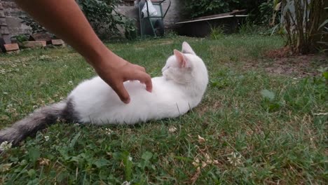 Male-hand-petting-and-playing-with-white-cat-in-garden-setting