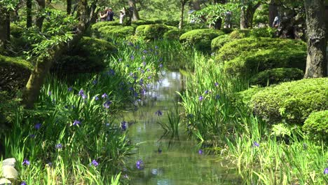 Blue-water-lilies-in-a-pond-with-reflections,-located-in-the-Japanese-Park-Kenroku-en-in-Kanazawa-City