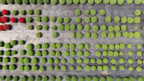 Rising-top-down-aerial-to-review-rows-of-hundreds-of-round-chrysanthemums-in-straight-rows-in-Amish-garden-nursery