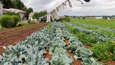 Rows-of-homegrown-organic-cabbage,-broccoli,-lettuce,-green-beans-growing-in-Amish-garden,-laundry-drying-on-clothesline,-Lancaster,-Pennsylvania