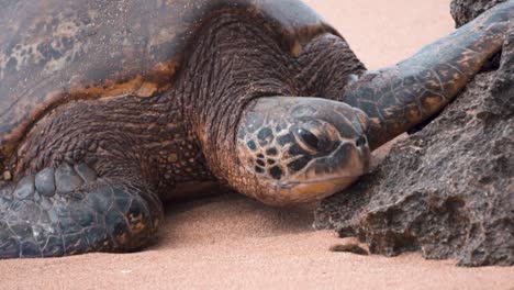Schildkröte-Am-Sandstrand-Wasser-Rauscht-über-Schildkröte