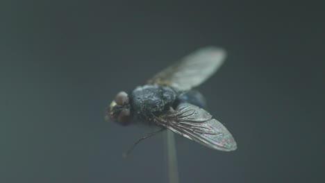 Housefly-captured-in-close-up-macro-shot-in-detail-inside-the-moving-fog-and-white-smoke-wave-with-wings-captured-in-120fps-slow-motion-move