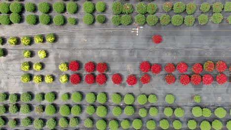 Aerial-shot,-drone-descends-on-blooming-mums,-intricate-watering-drip-irrigation-system