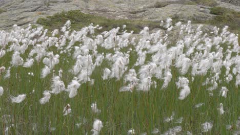 Beautiful-white-alpine-flowers-gather-in-a-small-tundra-meadow