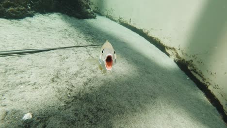 Lustige-Aufnahmen-Eines-Fisches,-Der-Mit-Offenem-Maul-In-Die-Kamera-Schwimmt