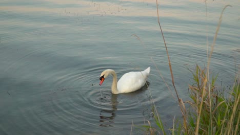 Locked-off-view-of-swan-diving-head-underwater-for-food,-water-plants-in-foreground