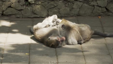 Two-monkeys-playing-with-each-other-in-the-Ubud-monkey-forest-in-Bali,-Indonesia