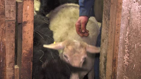 Sheep-walk-out-from-stable-through-narrow-door,-farmer-counts-them