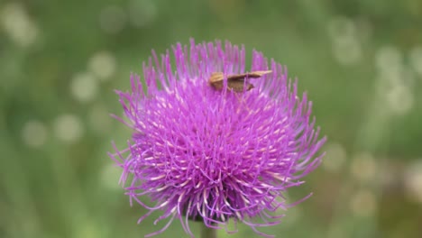 close-up-shot-of-a-grasshopper-resting-on-a-bright-pink-highland-thistle