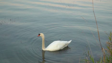 Slow-following-shot-of-white-swan-swimming-in-beautiful-lake-at-sunset-with-water-plants-in-foreground-SLOW-MOTION