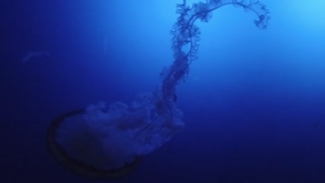 Slow-Motion-of-a-jelly-fish-swimming-in-an-aquarium