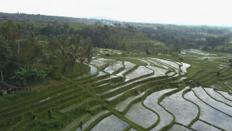 Aerial-view-of-the-Unesco-world-heritage-rice-fields-at-Jatiluwih,-Bali,-Indonesia-on-a-cloudy-day