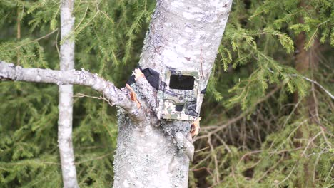 Outdoor-trail-camera-attached-to-a-tree,-Ants-swarming-the-tree