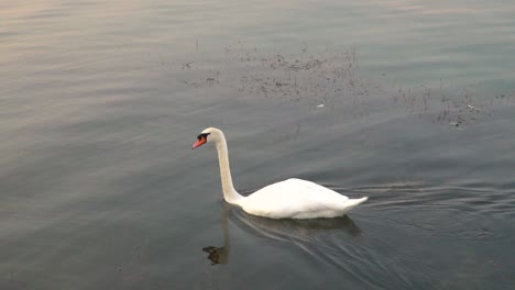 Left-following-pan-of-white-swan-swimming-in-beautiful-lake,-diving-underwater-for-food-SLOW-MOTION