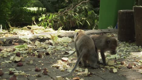 Two-monkeys-eating-fruits-in-the-Ubud-monkey-forest-in-Bali,-Indonesia