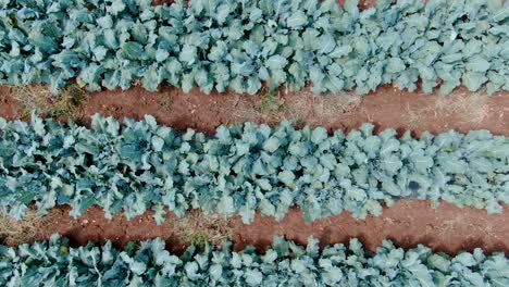 Aerial-descending-zoom-in-on-rows-of-healthy-organic-leaves-of-broccoli-and-cauliflower-growing-in-garden,-rich-dark-soil